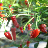 Apache F1 Chilli Seeds (AGM)