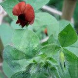 Asparagus Pea Seeds