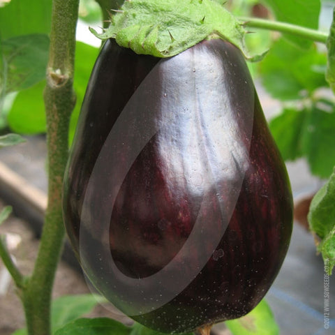 Aubergine black beauty vegetable Seeds