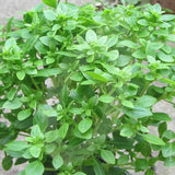 Greek Basil Herb Seeds