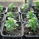 Greek Basil Herb Seeds