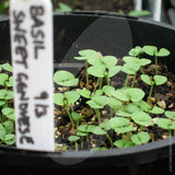 Basil Sweet Genovese Herb Seeds