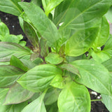 Basil Sweet Thai Herb Seeds