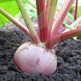 Beetroot Chioggia Seeds