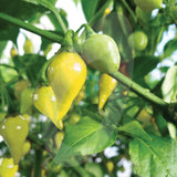 Biquinho Yellow Chilli Seeds