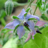 Borage Herb Seeds