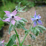 Borage Herb Seeds