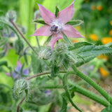 Borage Herb Seeds