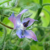 Borage Herb Seeds