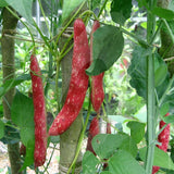 Borlotti Bean Borlotto Lingua di Fuoco 2 Seeds