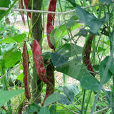 Borlotti Bean Borlotto Lingua di Fuoco 2 Seeds