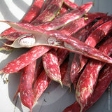 Borlotti Bean Borlotto Lingua di Fuoco 2 Seeds