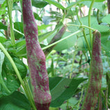 Borlotti Bean Borlotto Lingua di Fuoco 2 Seeds