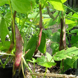 Borlotti Bean Tintoretto Seeds