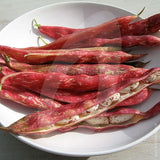 Borlotti Bean Tintoretto Seeds