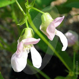 Borlotti Bean Tintoretto Seeds