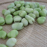 Broad Bean Aquadulce Seeds