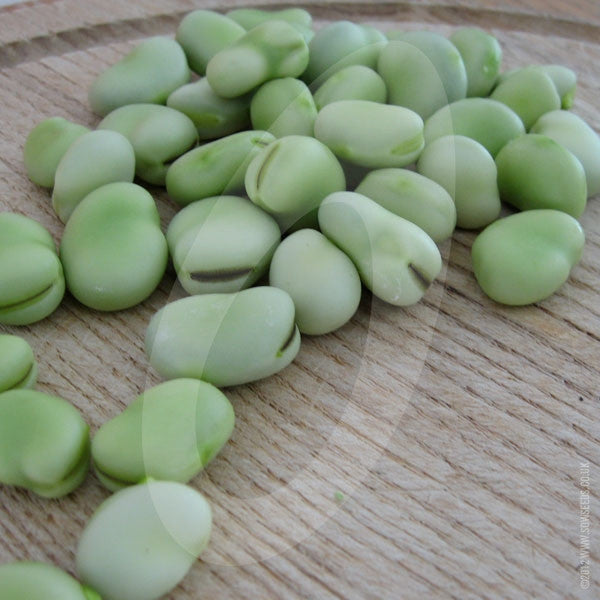 Broad Bean Aquadulce Claudia Seeds (AGM) Quality Seeds from Sow Seeds Ltd