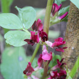 Broad Bean Crimson Flowered Seeds