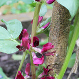 Broad Bean Crimson Flowered Seeds