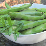 Broad Bean The Sutton Seeds