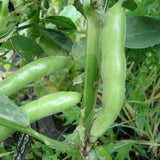 Broad Bean The Sutton Seeds