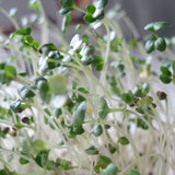 Broccoli Sprouting Seeds