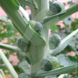 Brussels Sprout Trafalgar F1 Seeds