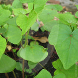 Buckwheat Green Manure Seeds