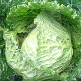 Cabbage Winter Tundra Seeds