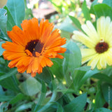 Calendula Art Shades Mixed Cut Flower Seeds