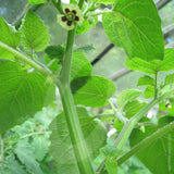 Cape Gooseberry Dwarf Seeds