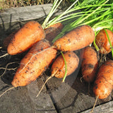 Carrot Chantenay 2 Red Cored Seeds