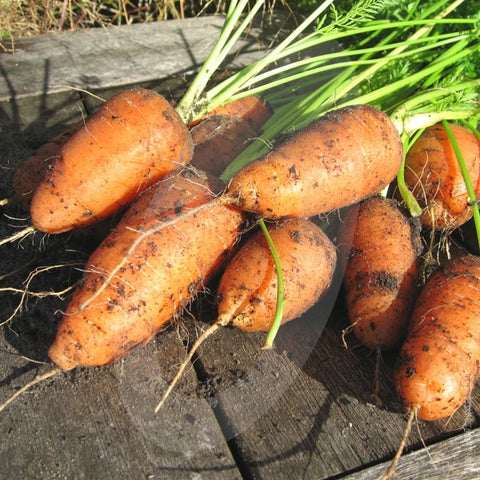 Carrot Chantenay 2 Red Cored Seeds