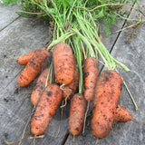 Carrot Flyaway F1 Seeds