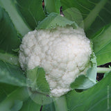 Cauliflower All The Year Round Seeds