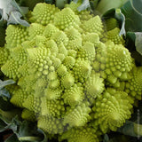 Cauliflower Romanesco Seeds