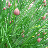 Chives Herb Seeds