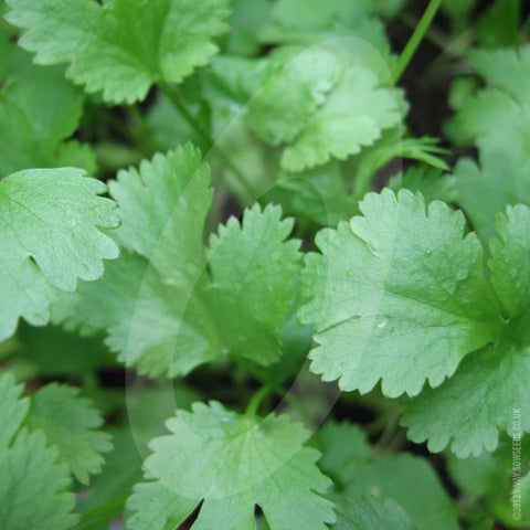 Coriander Herb Seeds
