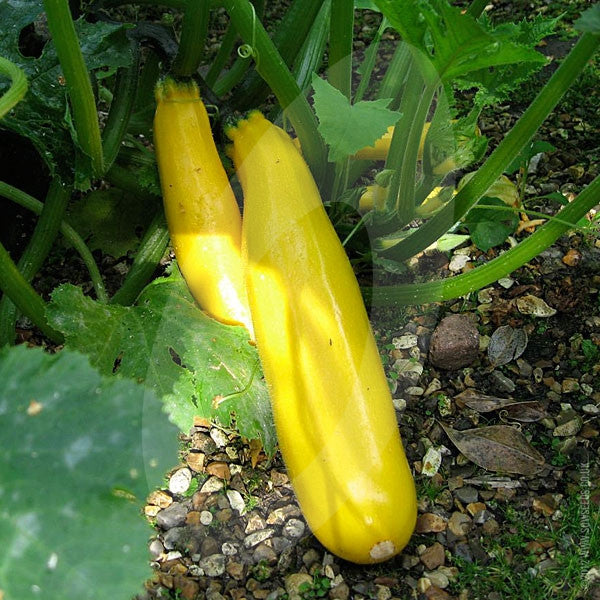 Courgette Atena F1 Seeds Quality Seeds from Sow Seeds Ltd