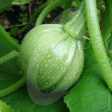 Courgette Chiaro di Nizza Seeds