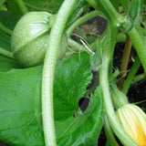 Courgette Chiaro di Nizza Seeds