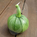 Courgette Chiaro di Nizza Seeds