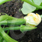 Courgette Defender Seeds