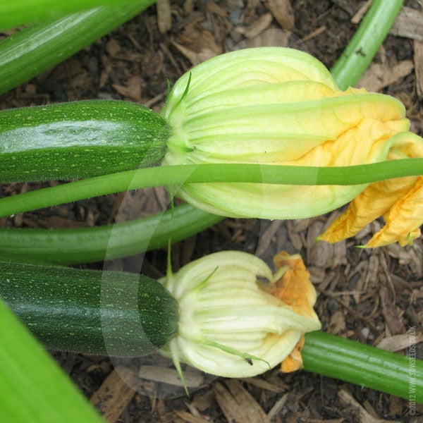 Courgette Defender F1 Seeds (AGM) | Quality Seeds from Sow Seeds Ltd