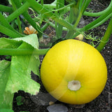 Courgette One Ball Seeds