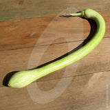 Courgette Tromboncino Albenga Seeds