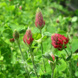 Crimson Clover Green Manure Seeds