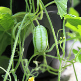 Cucamelon Seeds