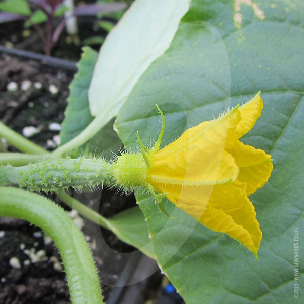 Cucumber Burpless Tasty Green F1 Seeds Quality Seeds from Sow Seeds Ltd